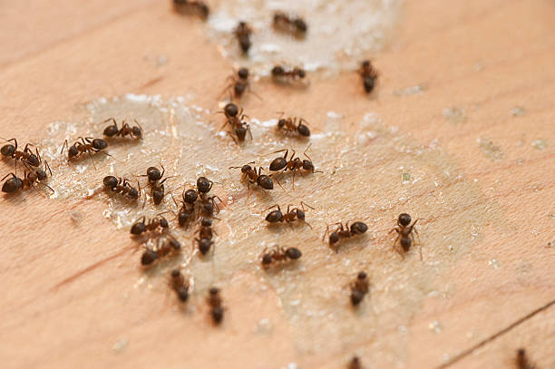 Best Spider Control Near Me  in Maywood, CA